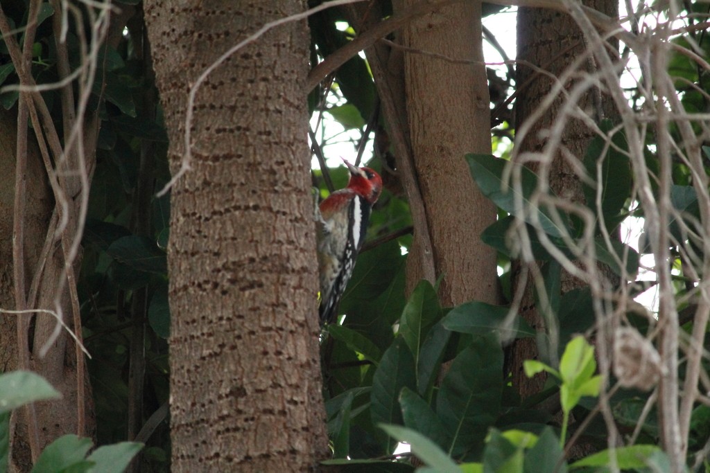 Red-breasted Sapsucker - ML535816101