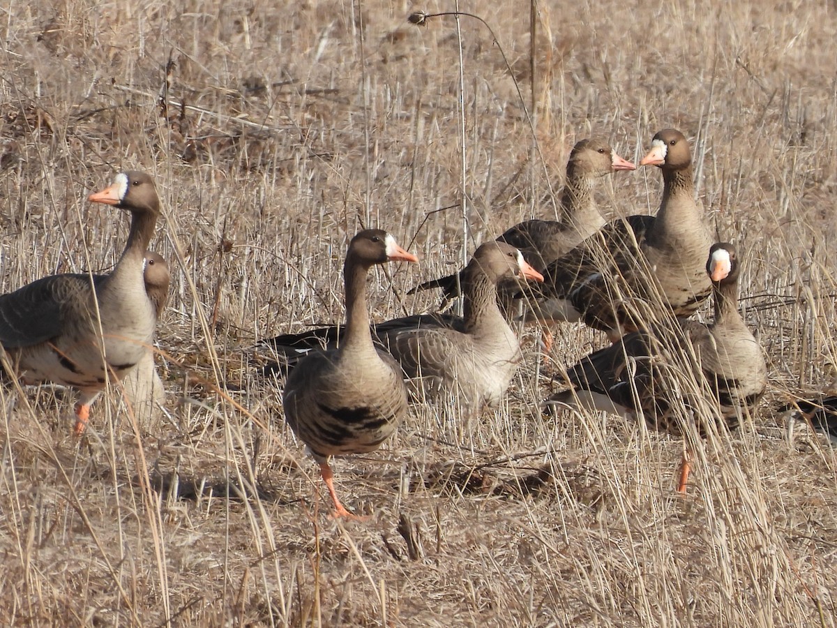 Greater White-fronted Goose - ML535818471