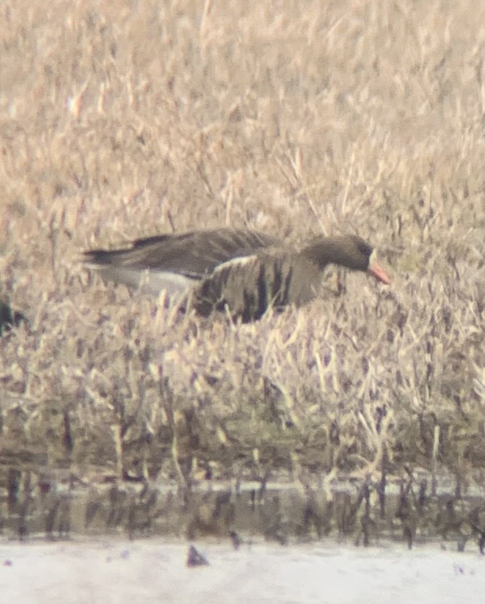 Greater White-fronted Goose (Western) - ML535819561