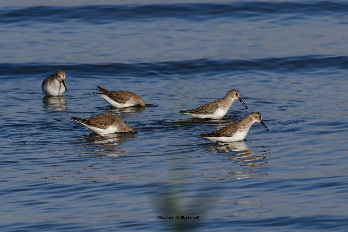 Curlew Sandpiper - Watter AlBahry