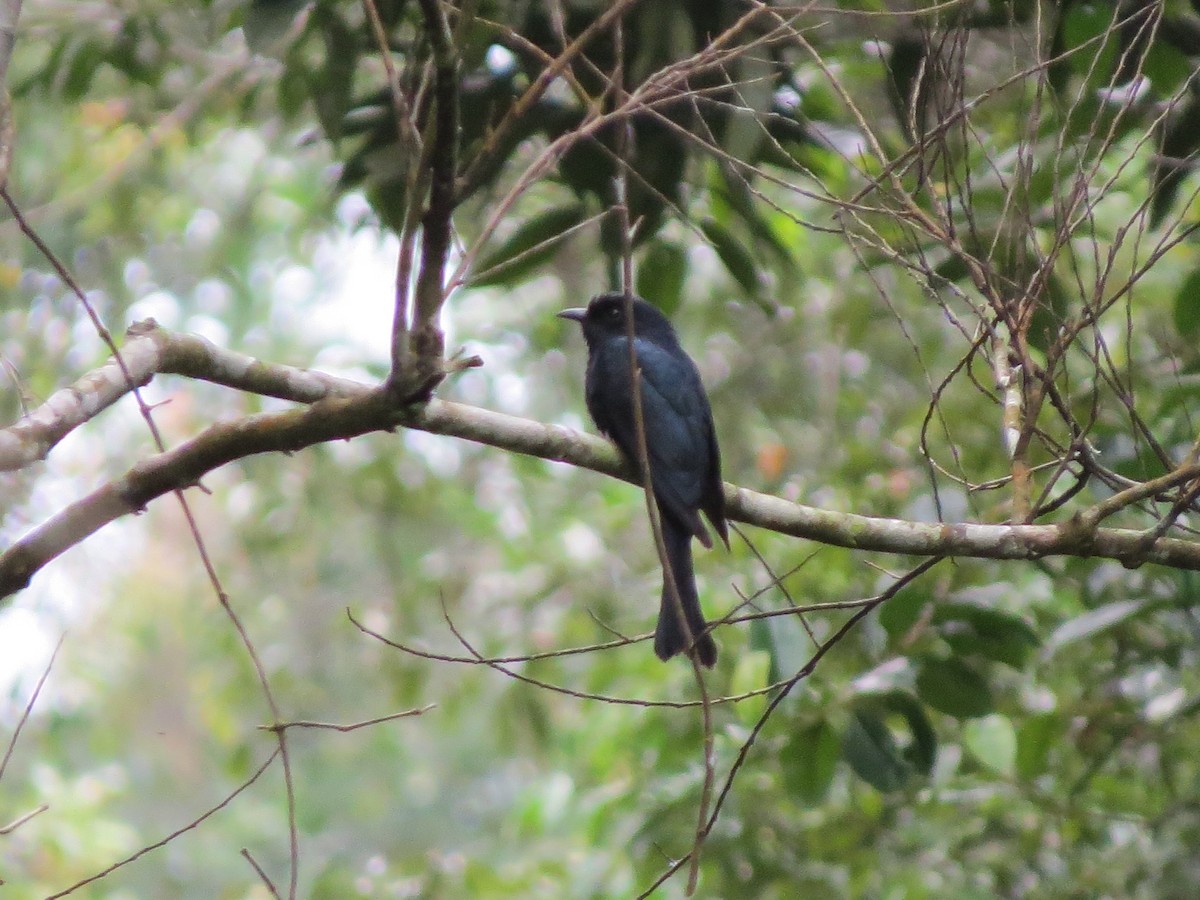 Square-tailed Drongo-Cuckoo - ML53583171