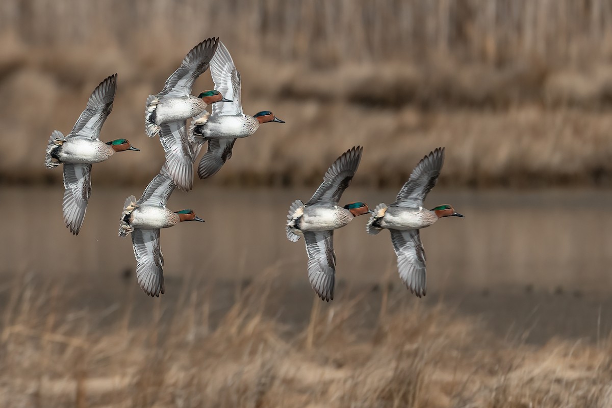 Green-winged Teal - ML535832661