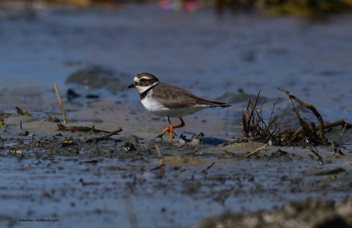 Common Ringed Plover - ML535832781