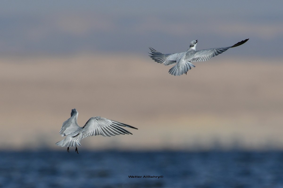 Whiskered Tern - Watter AlBahry