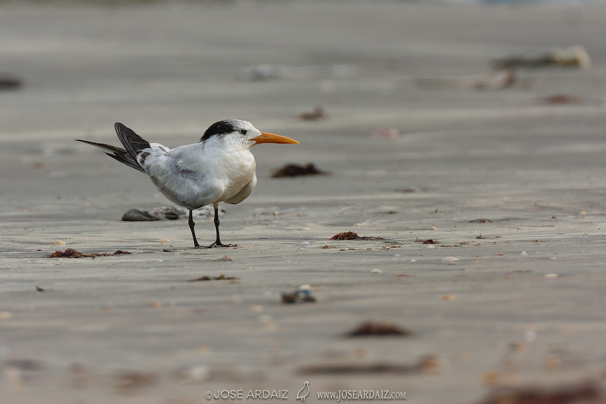 West African Crested Tern - ML535834491