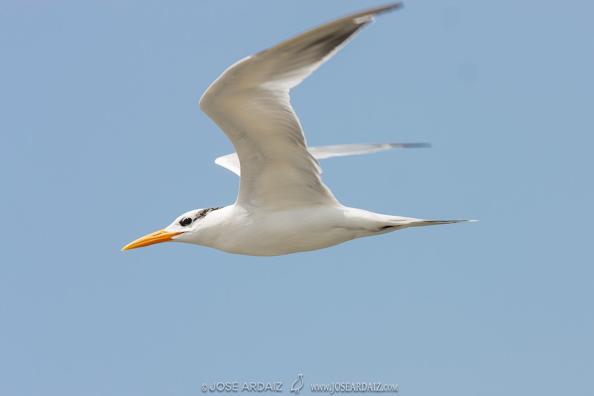 West African Crested Tern - ML535835161