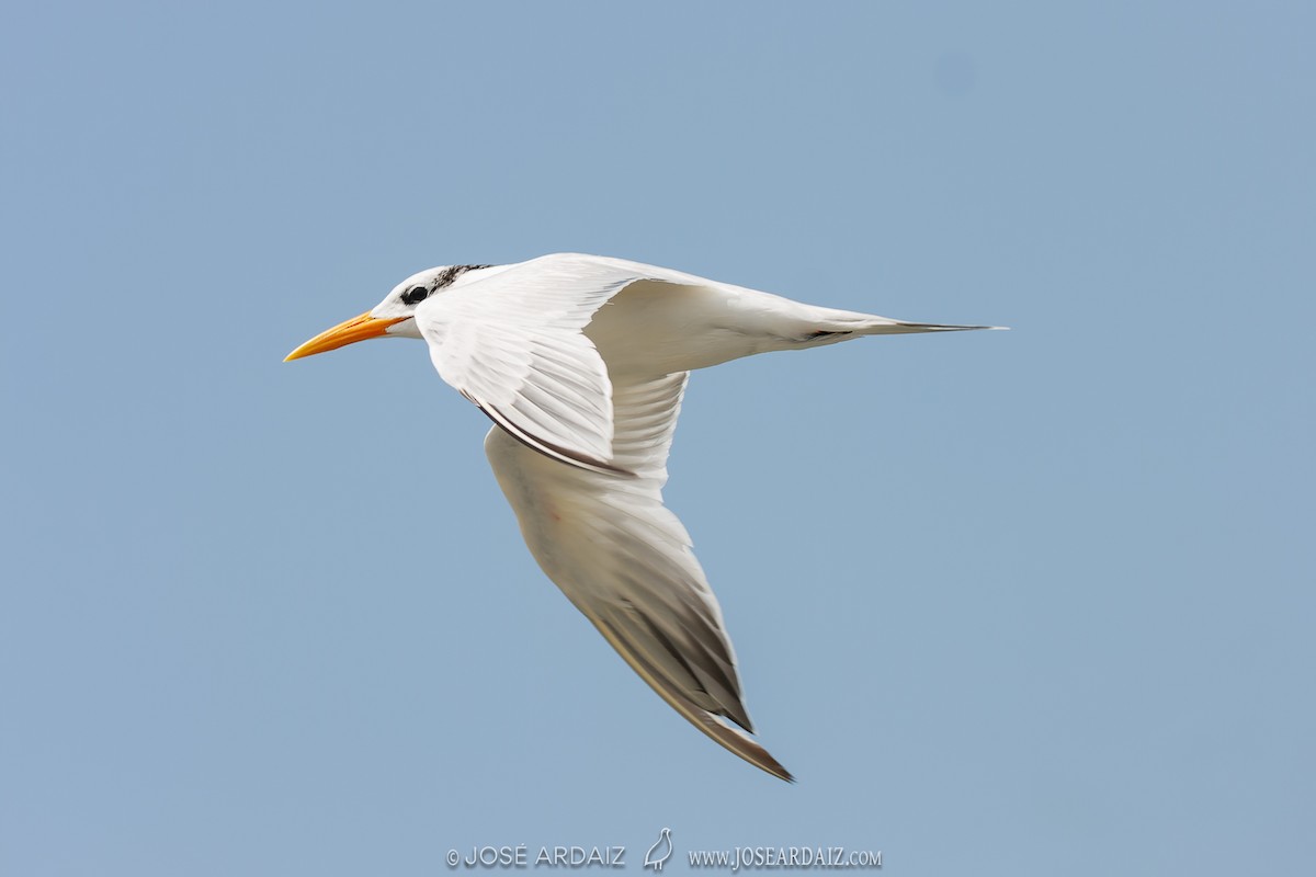West African Crested Tern - ML535835171