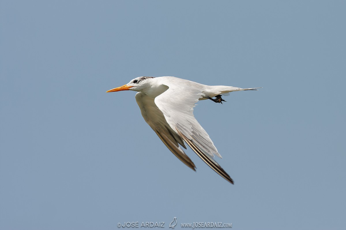 West African Crested Tern - ML535835471