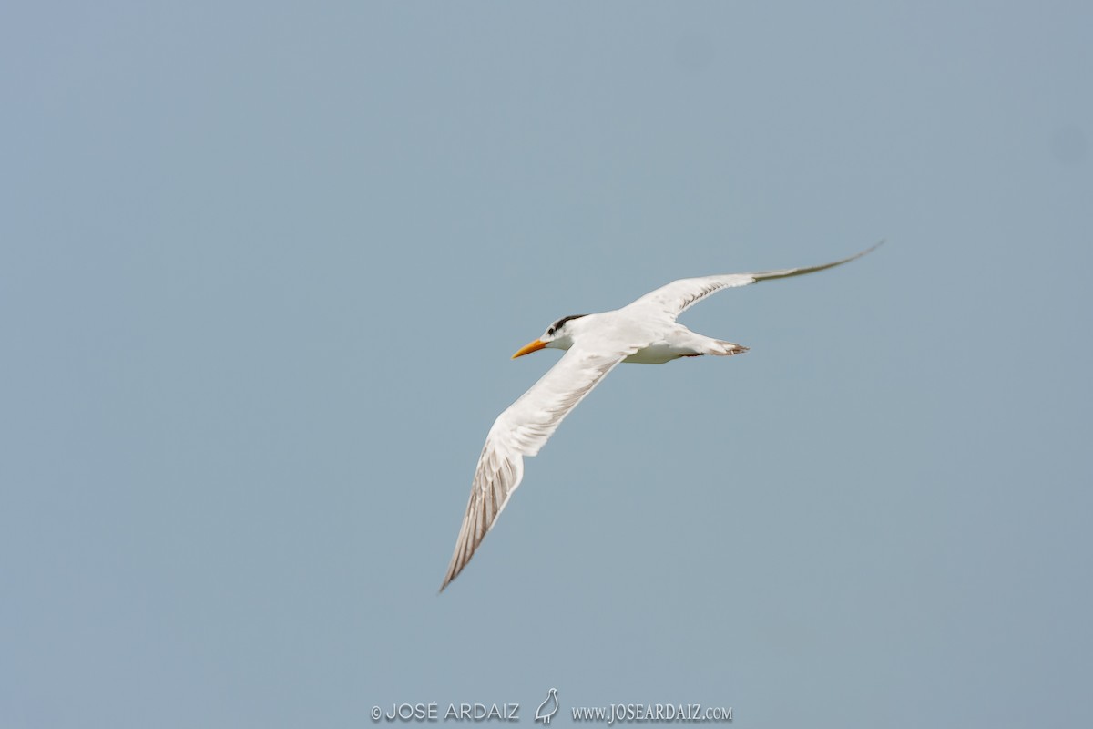 West African Crested Tern - ML535835481