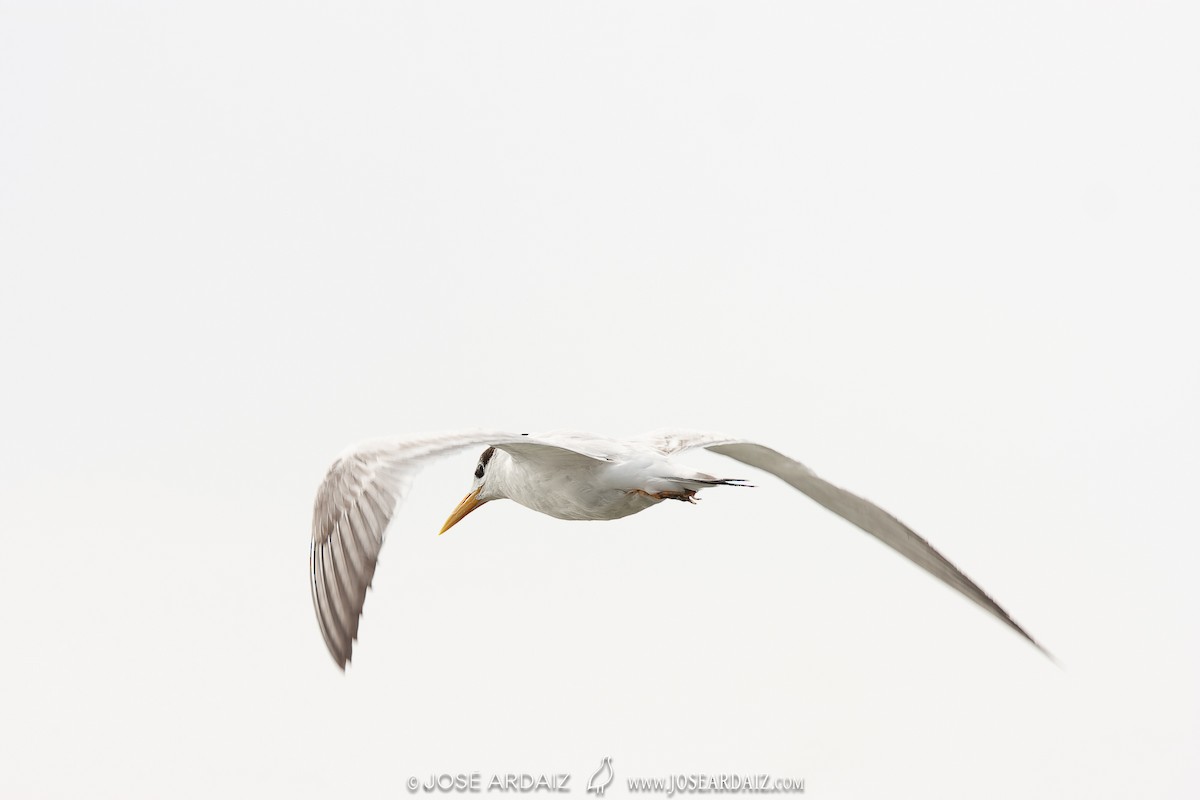 West African Crested Tern - ML535835491