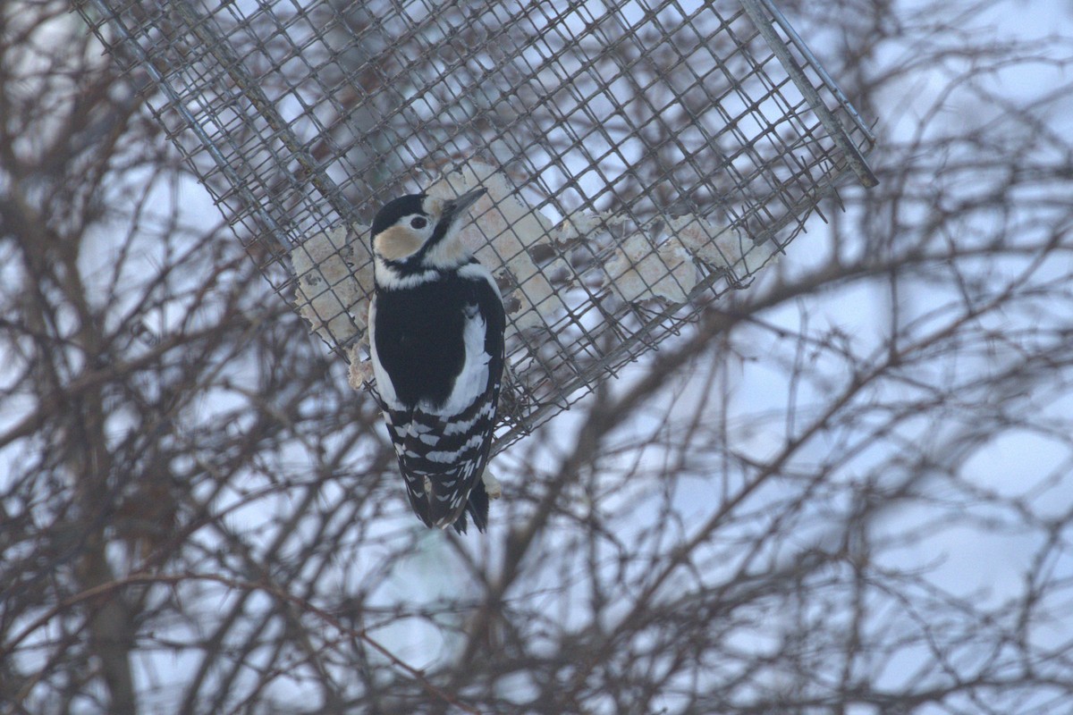 Great Spotted Woodpecker - ML535836311