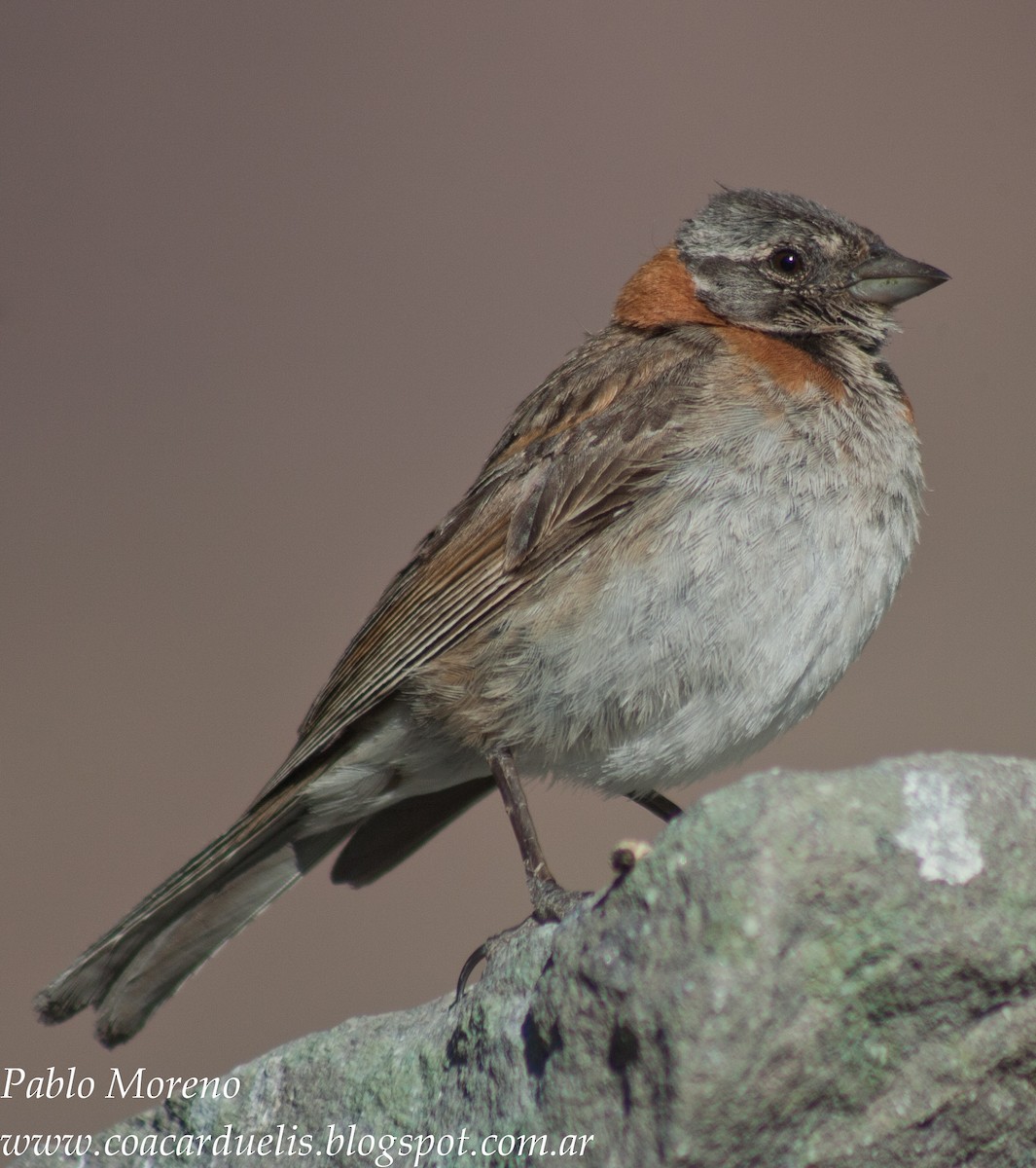 Rufous-collared Sparrow - Pablo Moreno
