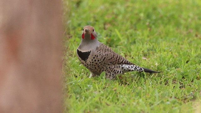 Northern Flicker (Yellow-shafted x Red-shafted) - ML535836661