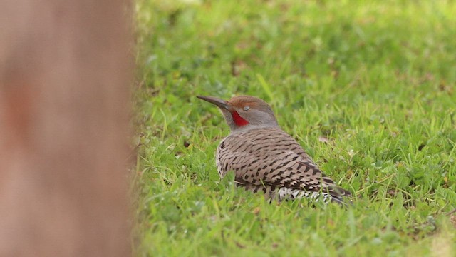Northern Flicker (Yellow-shafted x Red-shafted) - ML535836721