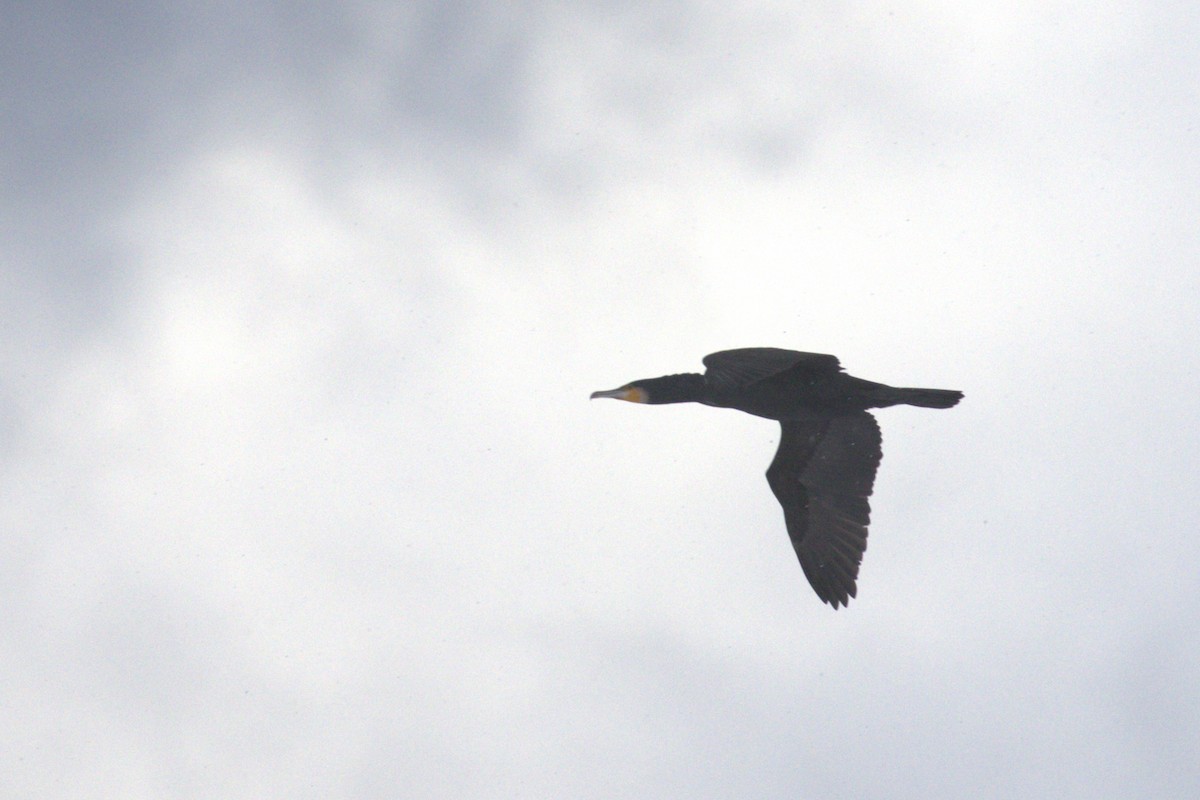Great Cormorant - Charley Hesse TROPICAL BIRDING