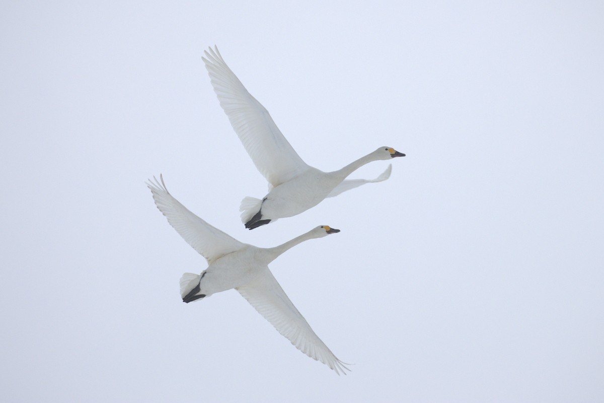 Tundra Swan (Bewick's) - ML535837571
