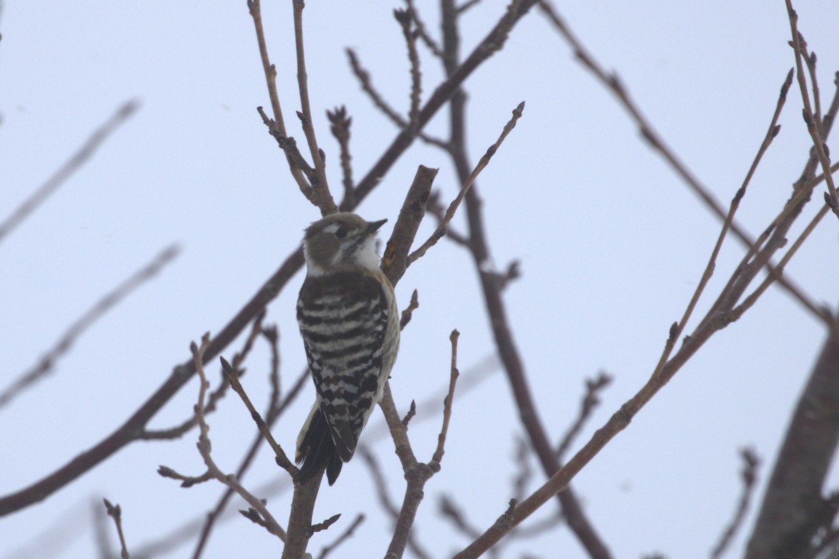 Japanese Pygmy Woodpecker - ML535838591