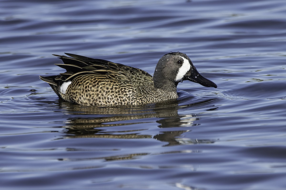 Blue-winged Teal - ML535839171