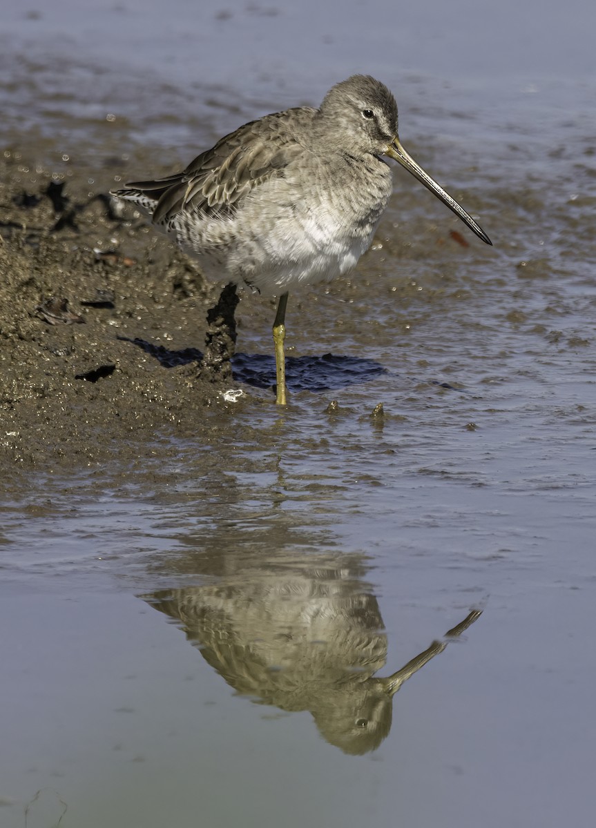 Long-billed Dowitcher - Phil Riebel