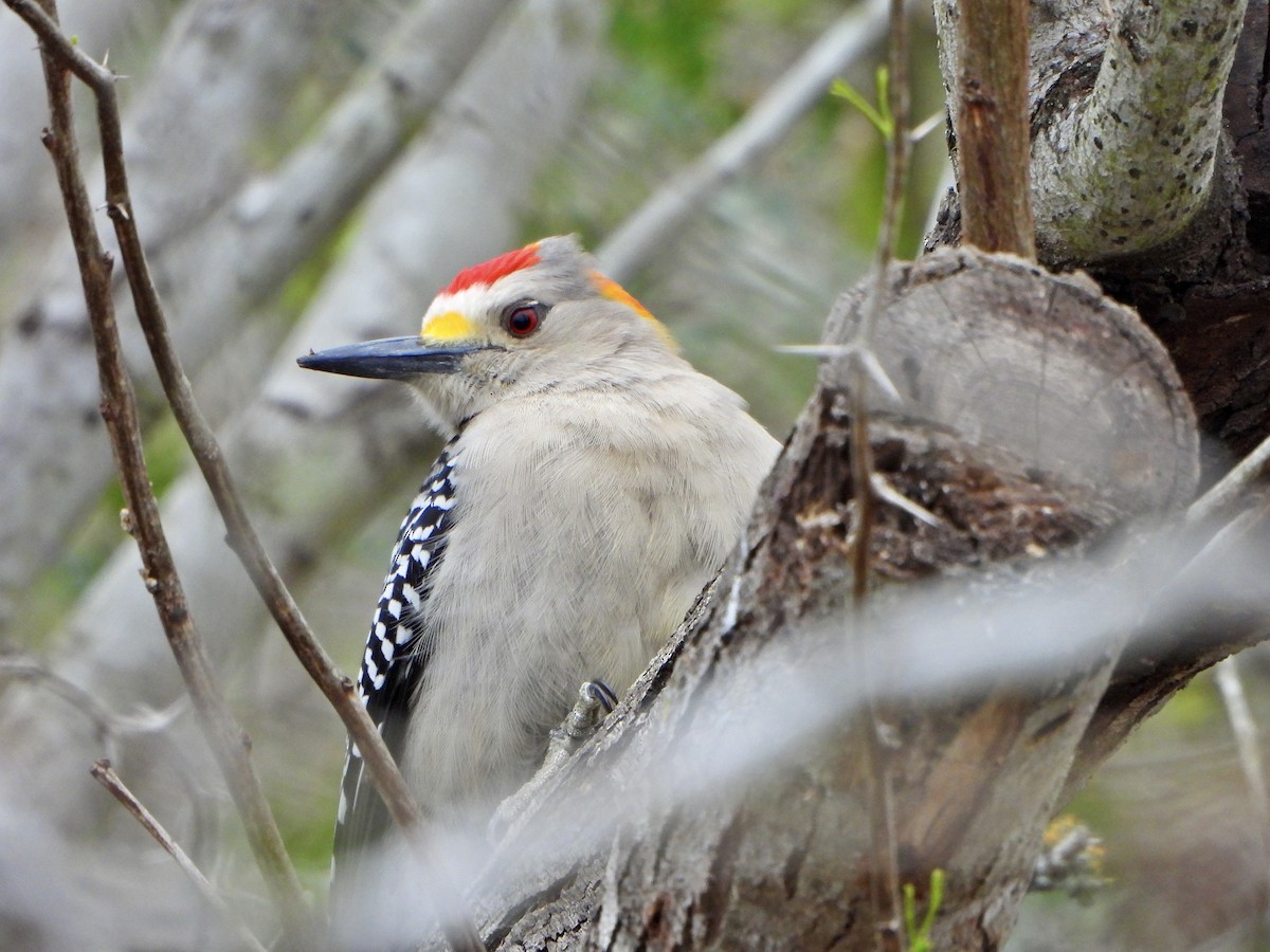 Golden-fronted Woodpecker - ML535844491
