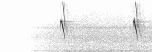  - Violet-fronted Brilliant