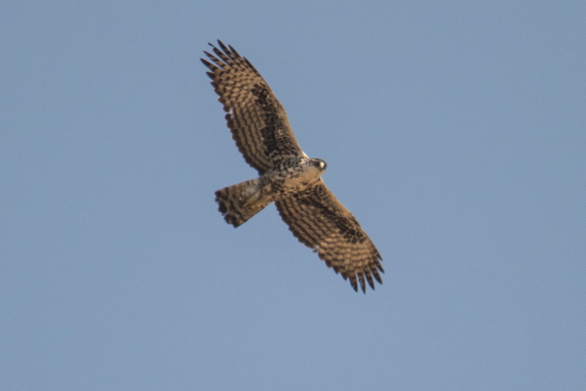 Ayres's Hawk-Eagle - Merijn van den Bosch