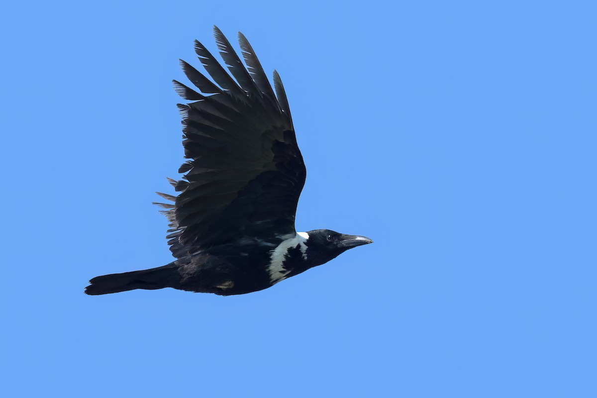 Collared Crow - ML535849591