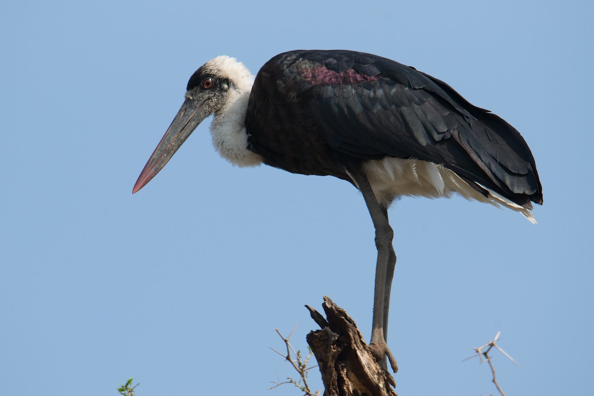 African Woolly-necked Stork - Merijn van den Bosch
