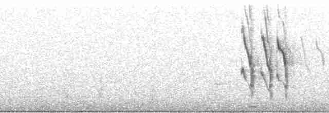 savanneskriketrost - ML53585