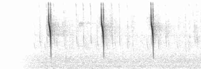  - Rivoli's Hummingbird