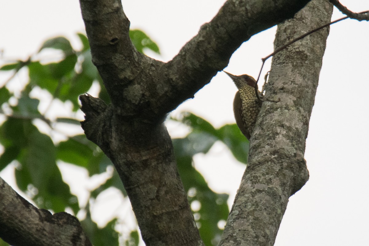 Brown-eared Woodpecker - ML535854221