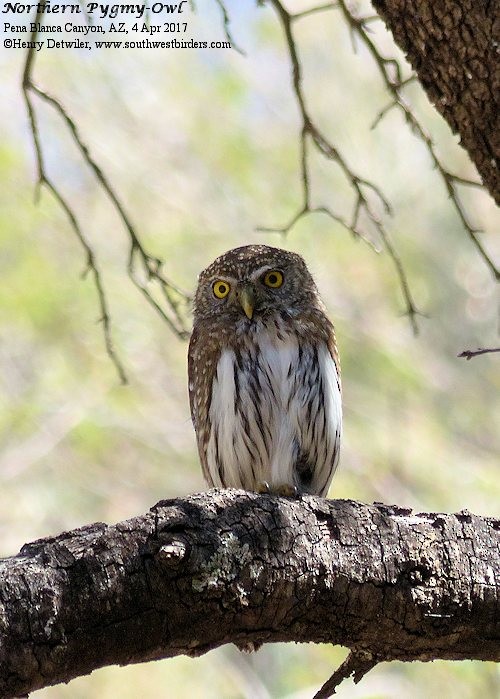 Northern Pygmy-Owl - Henry Detwiler