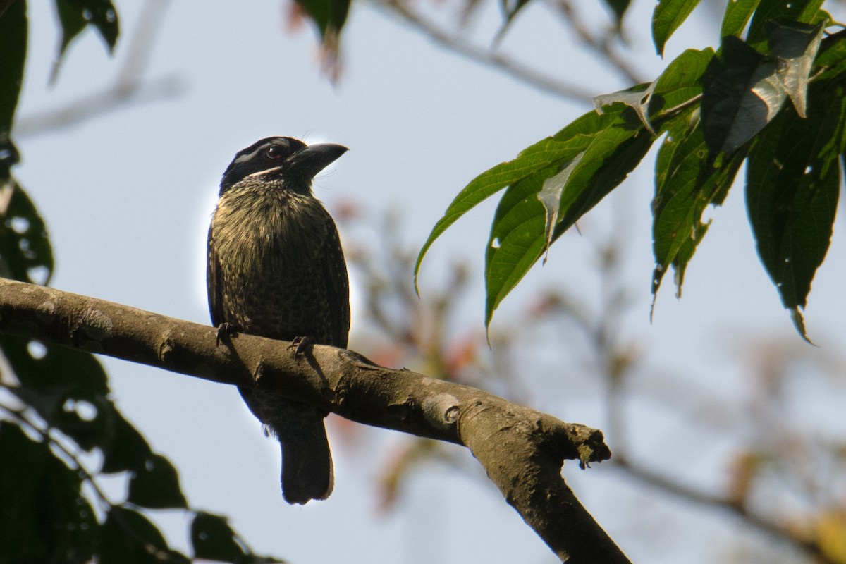 Hairy-breasted Barbet - ML535856851