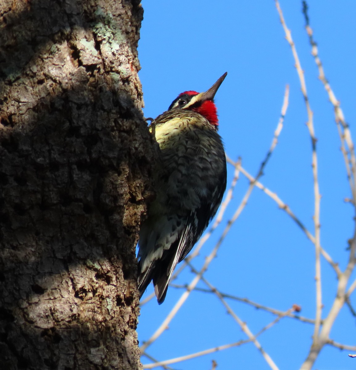 Ml535858411 Yellow-bellied Sapsucker Macaulay Library