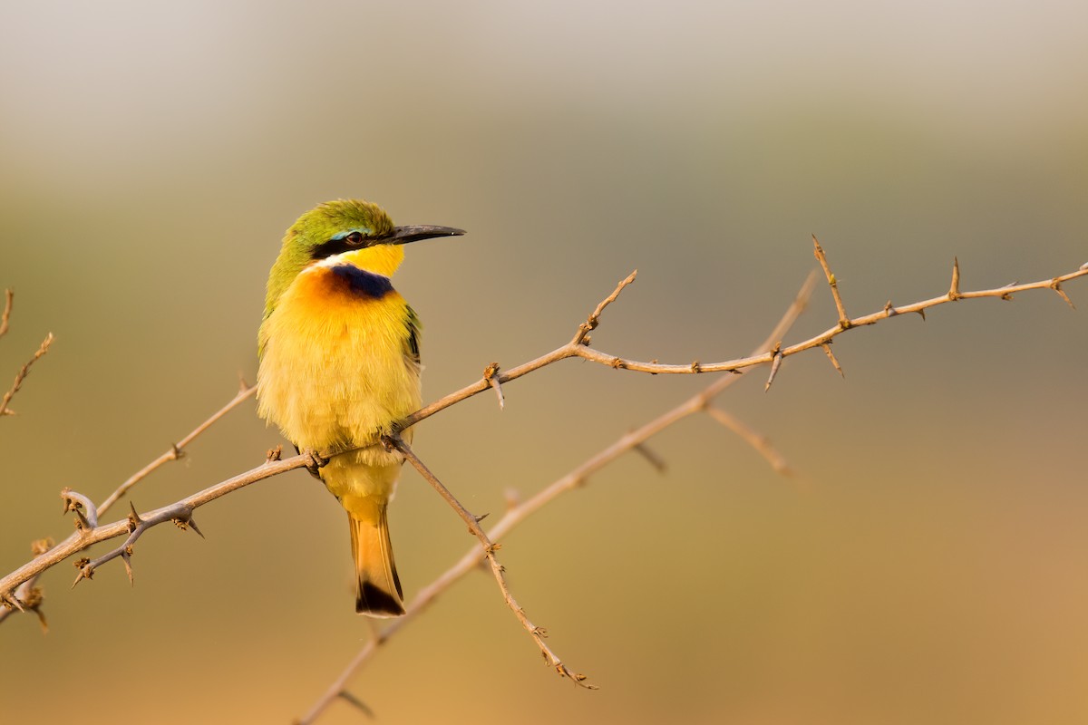 Blue-breasted Bee-eater - ML535858811