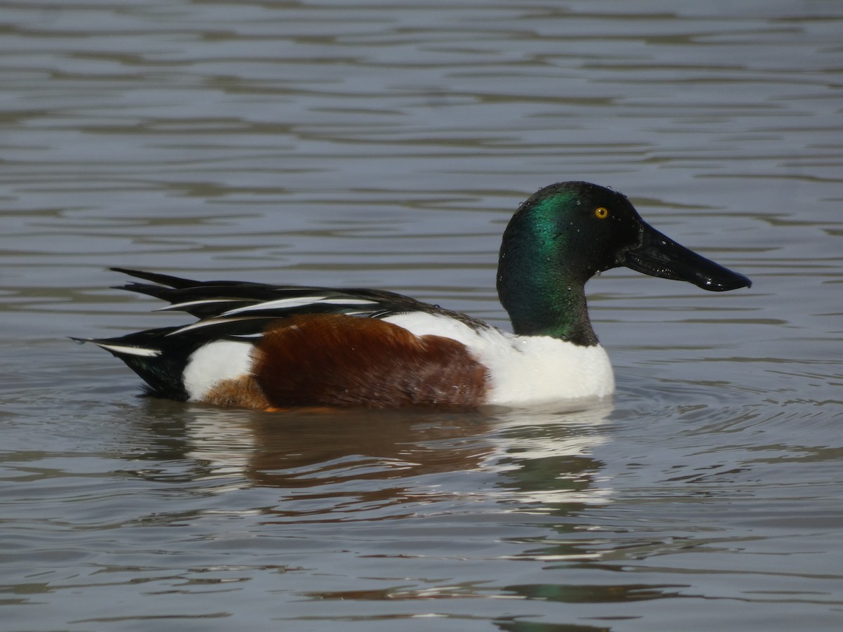 eBird Checklist - 16 Feb 2023 - San Jacinto Wildlife Area - 69 species ...