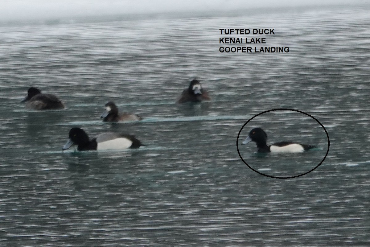 Alaska Ebird Checklist 16 Feb 2023 Cooper Landing Boat Launch 10 Species