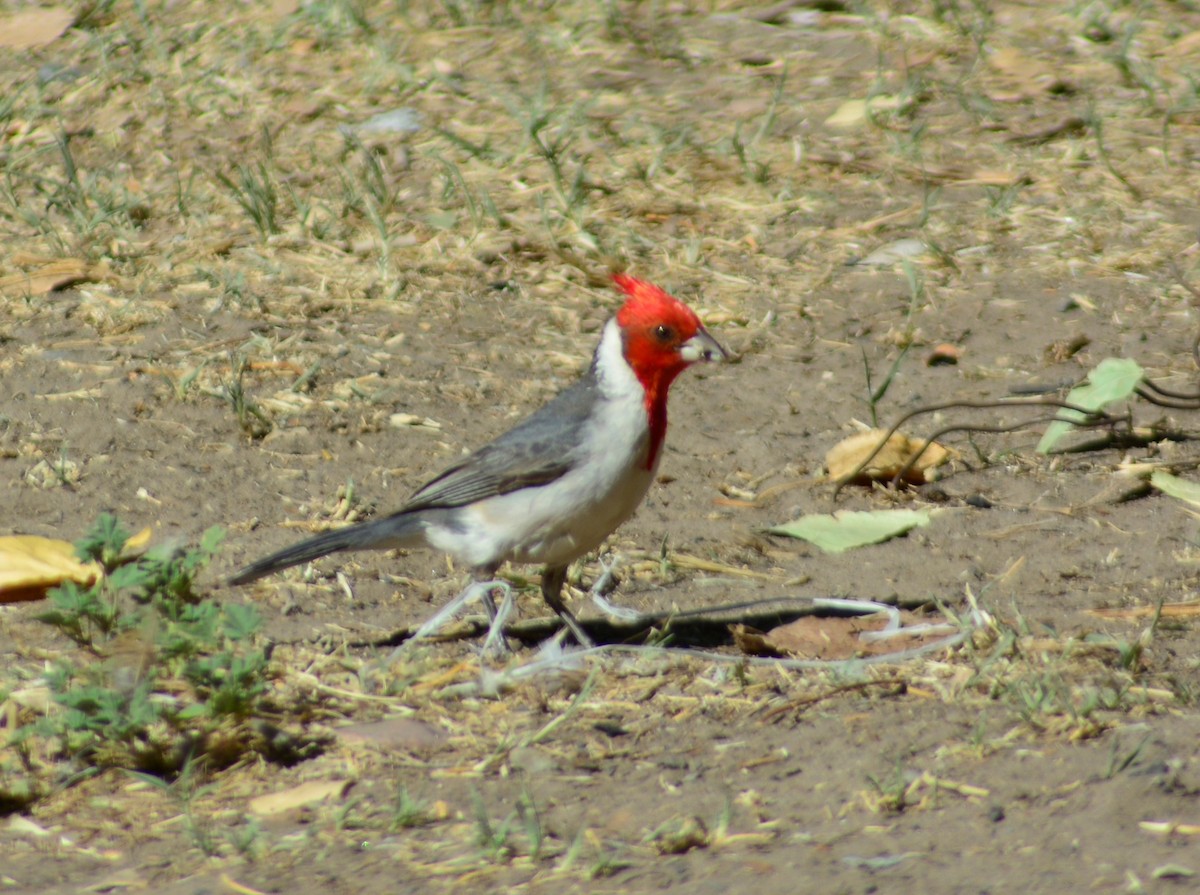 Red-crested Cardinal - ML535864981