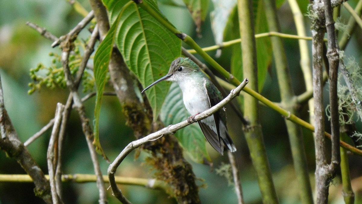 White-bellied Hummingbird - ML535867361