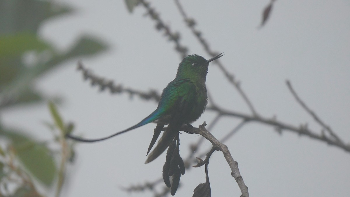 Long-tailed Sylph - ML535867741