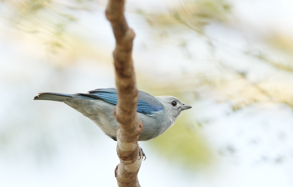 Blue-gray Tanager - ML535868461