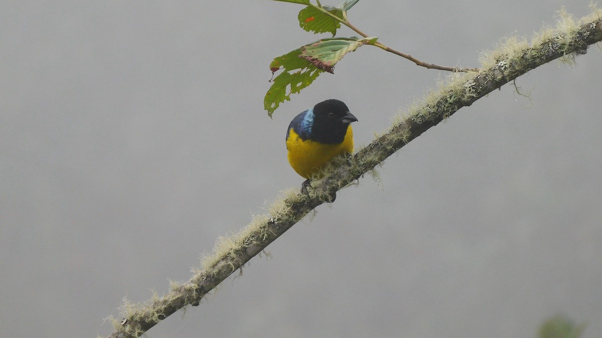 Hooded Mountain Tanager - ML535868701