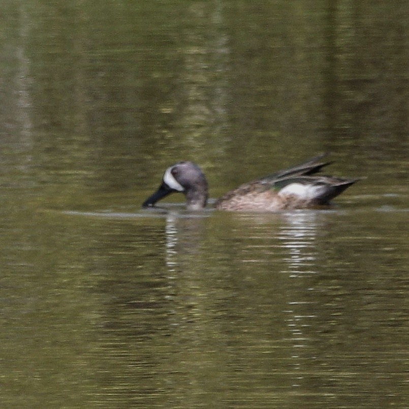 Blue-winged Teal - ML535872741