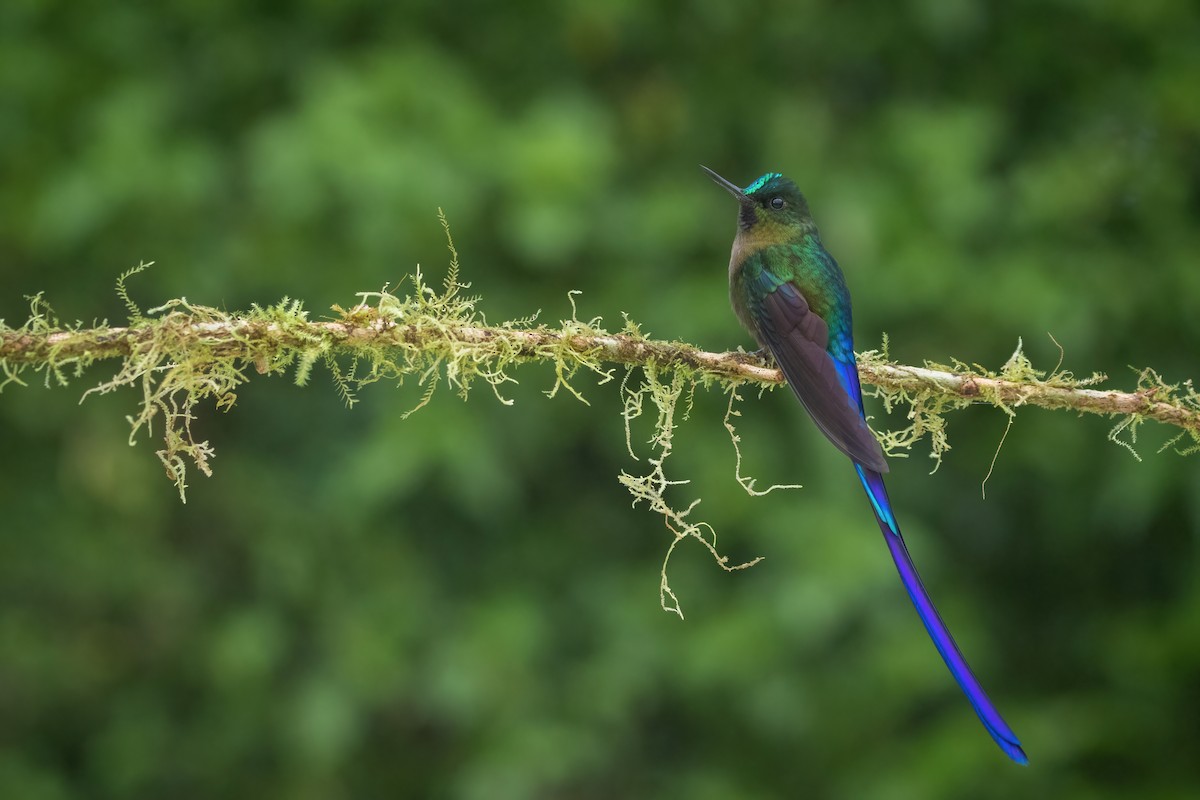 Violet-tailed Sylph - ML535876261