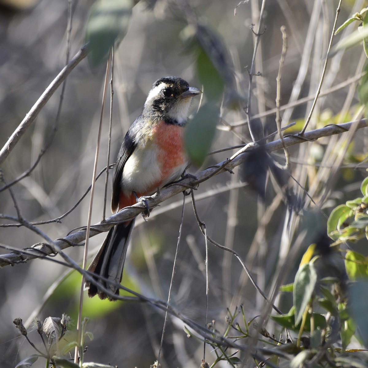 Red-breasted Chat - ML535878481