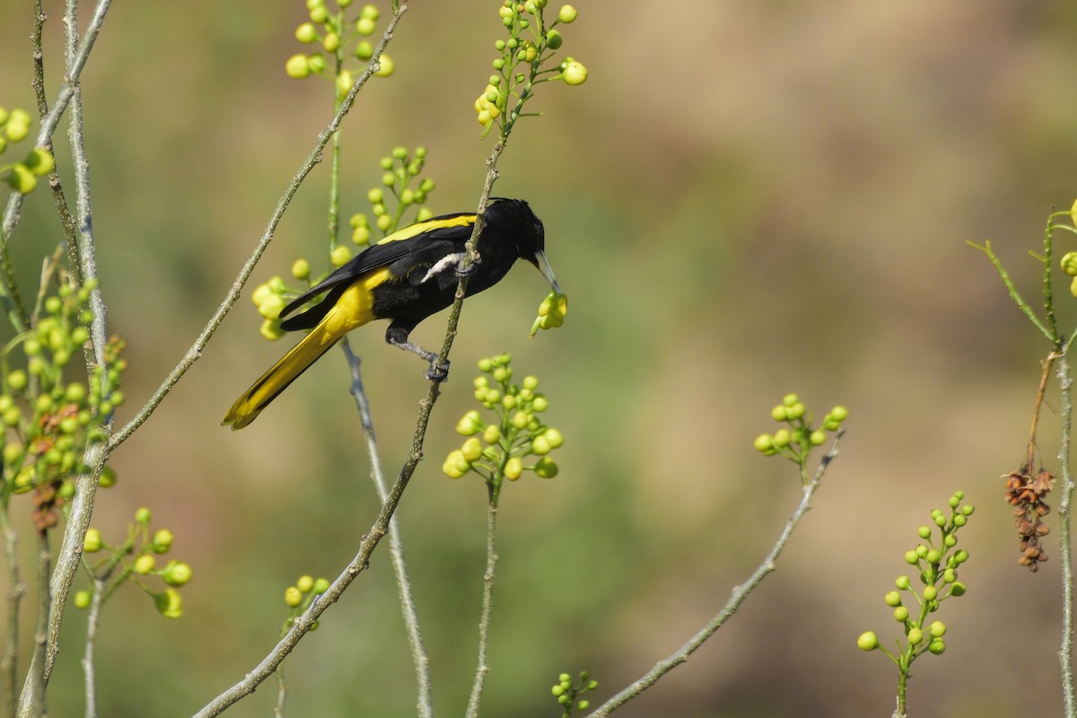 Yellow-winged Cacique - ML535886151