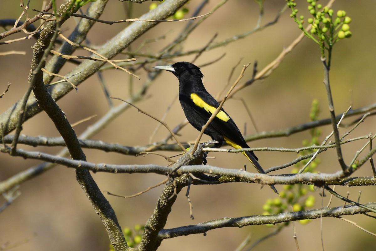 Yellow-winged Cacique - ML535886161