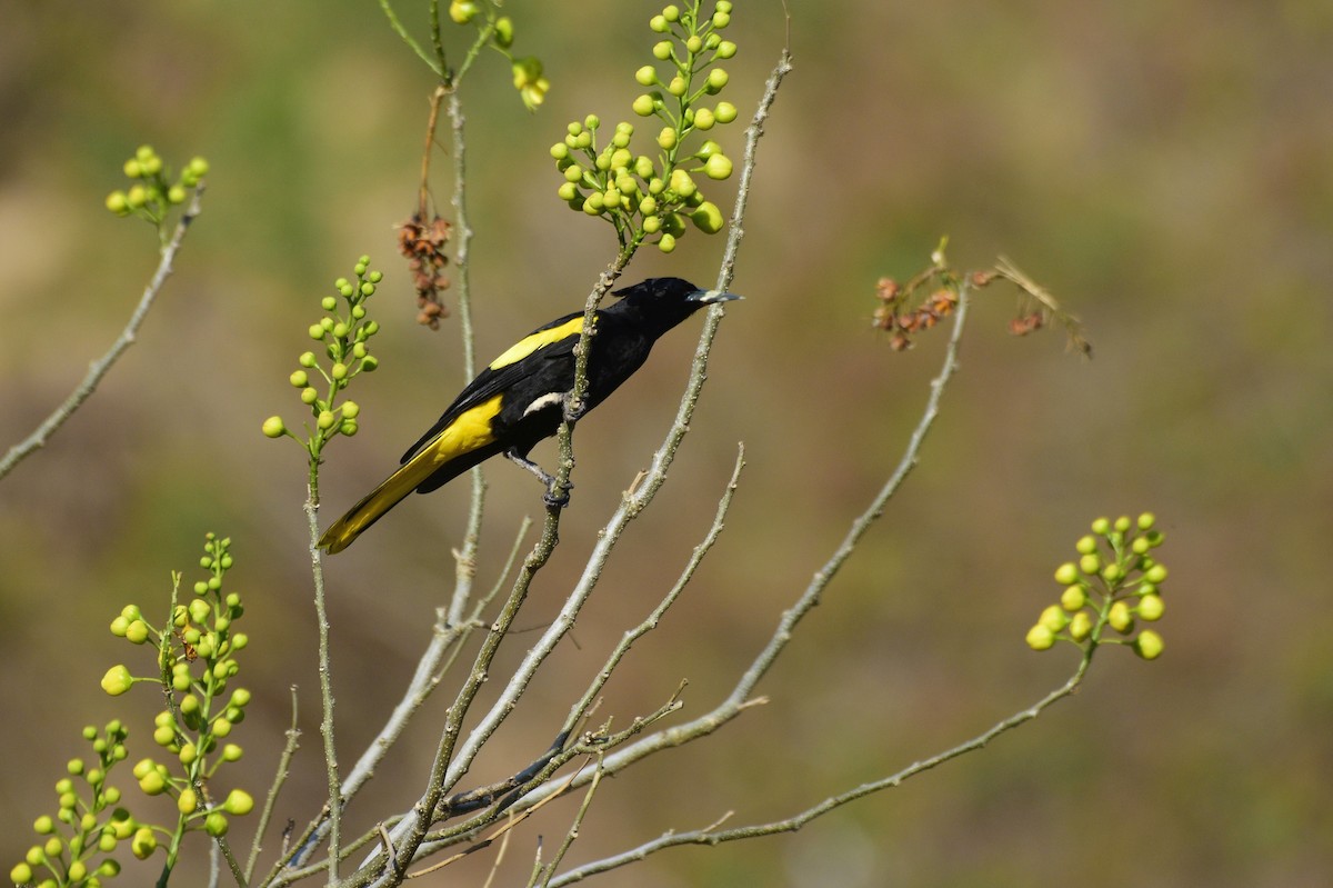 Yellow-winged Cacique - ML535886171
