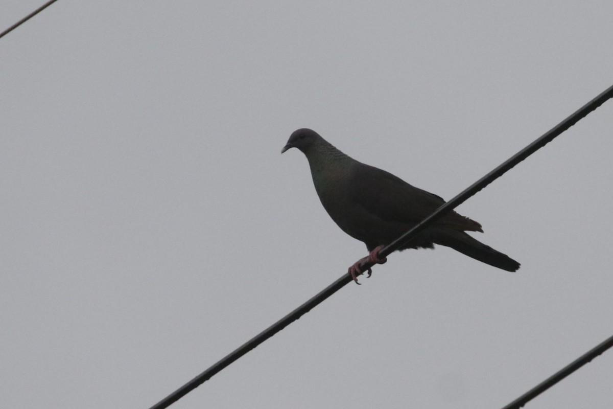 Black Wood-Pigeon - ML535889381