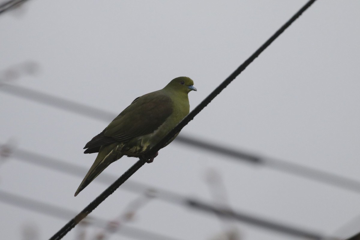 Whistling Green-Pigeon (Ryukyu) - Charley Hesse TROPICAL BIRDING